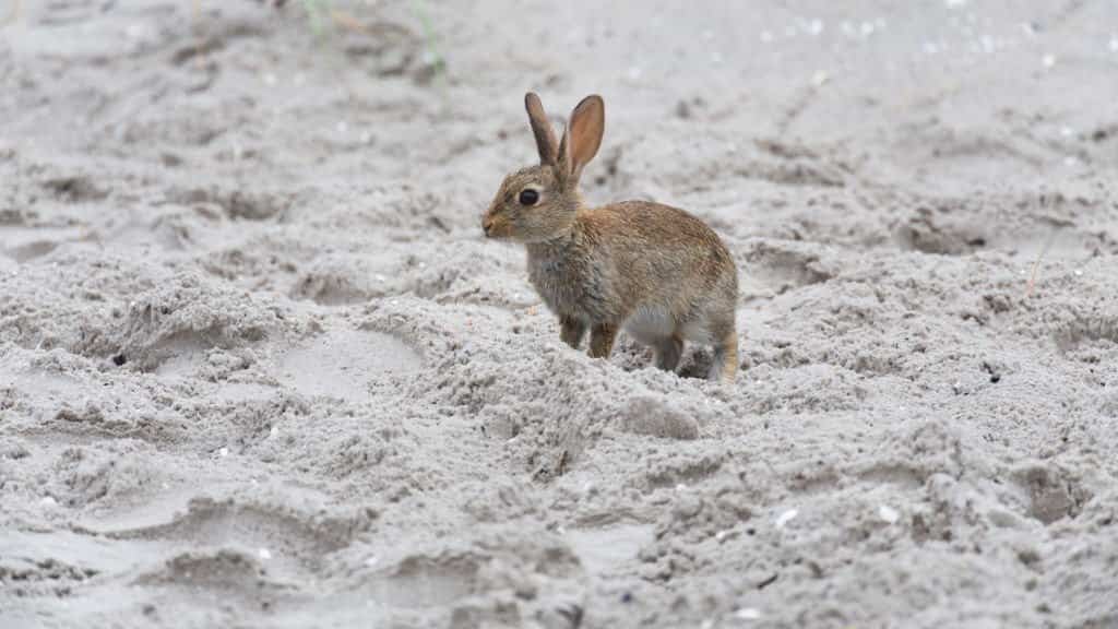 Sand Baths Safe for Rabbits