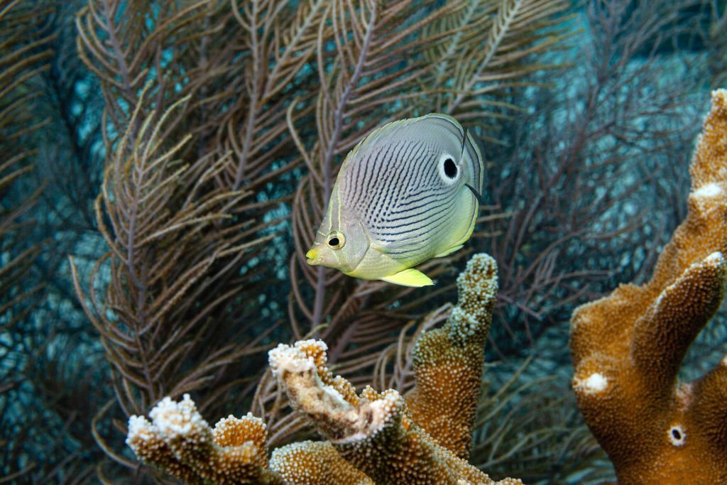 four-eyed butterflyfish in the underwater forest of Bonaire