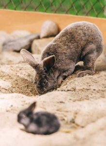 Rabbits & Sand