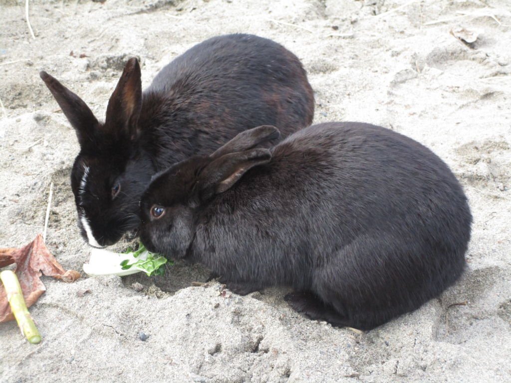 Cute Black Bunny Rabbits