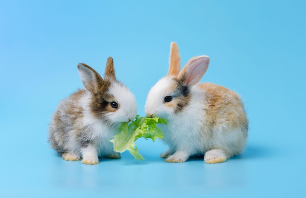 Rabbits Eating