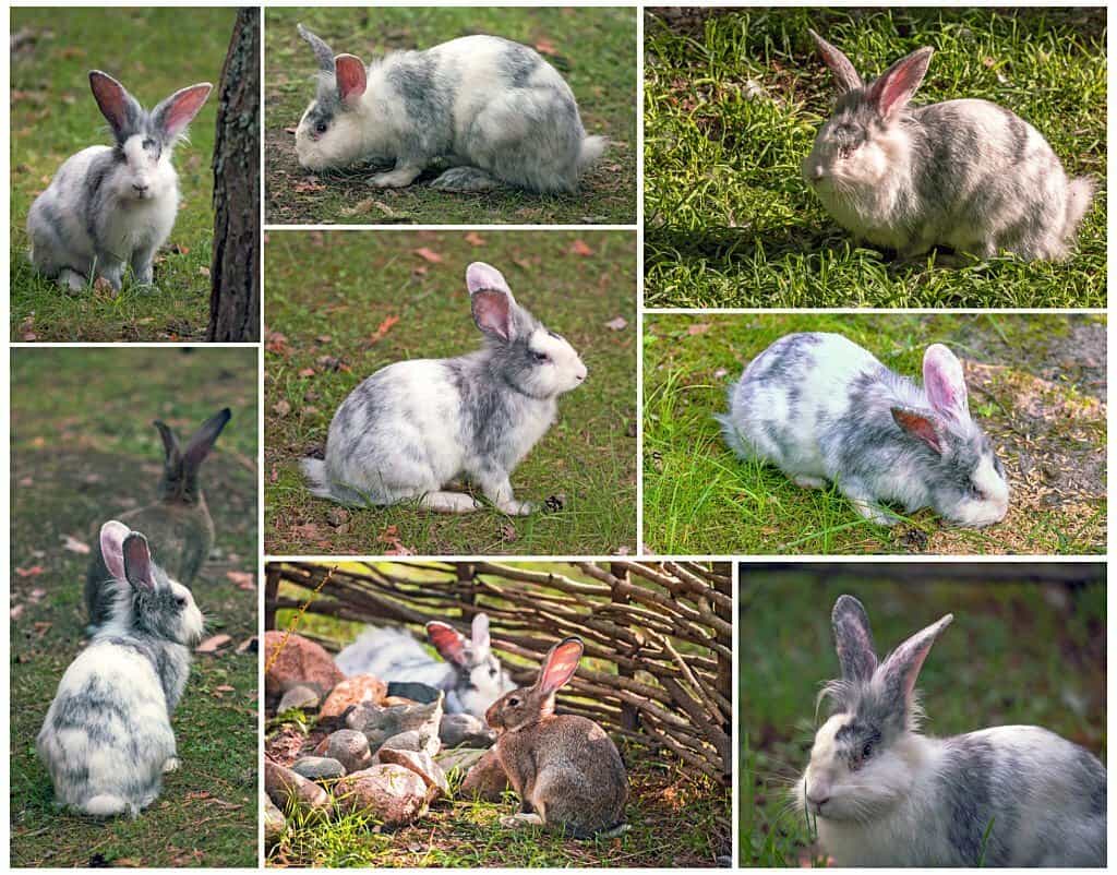 15 Most Popular Rabbit Breeds