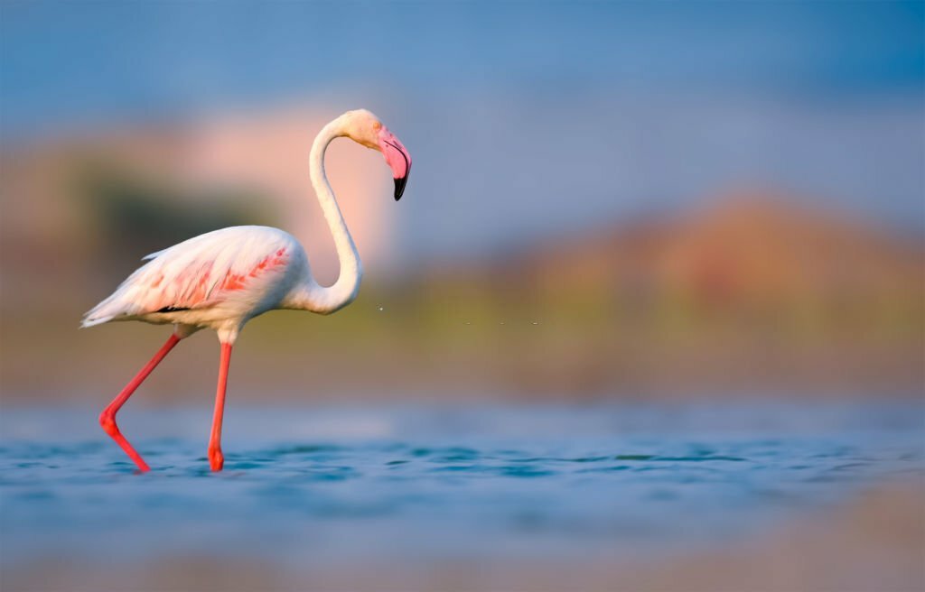 Flamingo Bird 
